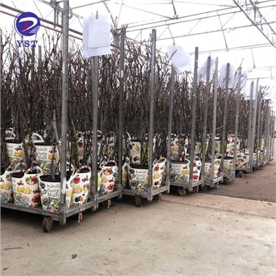 Carro con estantes para transporte de invernaderos