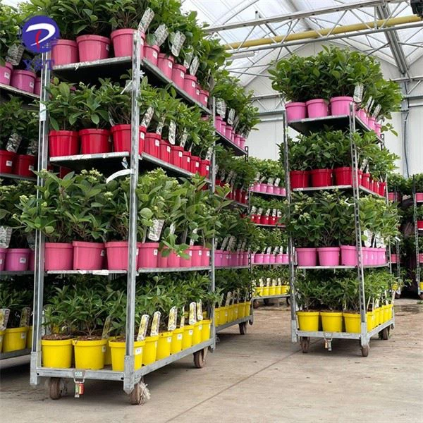 Transport Flower Racks