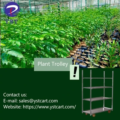 Cómo optimizar el cultivo de plántulas medicinales con Plant Trolley